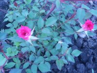 DSCN4138.JPG