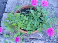 DSCN4136.JPG