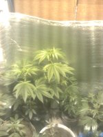 Вишенька0548.jpg