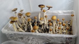 DSC01452.JPG