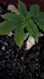 IMG_20170528_120543.jpg