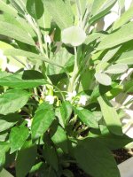 mimibel 007.JPG