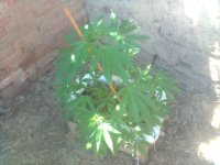 Вишенька0607.jpg