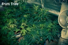 5842fefcc8ea4_FruttiTrips60k30v10p.jpg.3ddf4835ede8daef48a21e887c7dded3.jpg