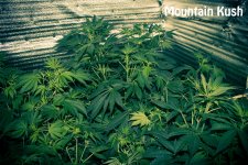 5842ff1736521_MountainKush60k30v10p.jpg.f072495b4b207a24671c05ea2954e603.jpg