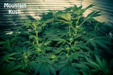 584fa4c39cffc_MountainKush70k30v17p3c.jpg.ce210798ca62d4b1f58ba3477f56425f.jpg