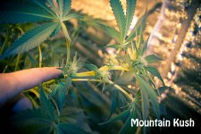 584fa4c90a099_MountainKushbuds70k30v17p3c.jpg.9765e2fb88dd21b61b8943f0572cb1fb.jpg