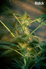 585ad7fa6fd27_Ridickbud78k30v17p11c.jpg.86d8df06319a336b8d8769460eddf900.jpg