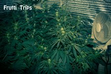 585ad7623b48d_FruttiTrips78k30v17p11c.jpg.9d2dfb6399250a366abedcdcc1994915.jpg
