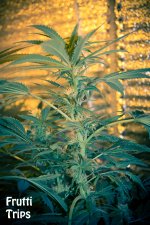 585ad759873e3_FruttiTripsbud78k30v17p11c.jpg.31fce244e1d4e23de65fea0141509304.jpg