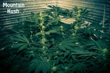 585ad7d844d32_MountainKush78k30v17p11c.jpg.699998b653afd2c4f9f68af98901b955.jpg