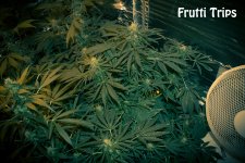 586810625f316_fruttitrips188k30v17p21c.jpg.12cb5c573c34a0d9c56f95ec2f355e53.jpg