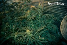 586810864a3b7_fruttitrips88k30v17p21c.jpg.f76bd4a916fd56456d80fa17b78f9eb3.jpg