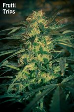 5874916e1dde1_fruttitripsbud99k30v17p32c.jpg.bad5d170eb898692ed67e0eeacec1fc5.jpg