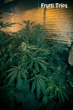 5874918749aed_fruttitrips99k30v17p32c.jpg.0151b5e027e091e058913e27f02a1646.jpg