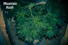 5834583ae9b38_MountainKush49k29v.jpg.06c8eb81ad0ccbede37cf763149fa14d.jpg