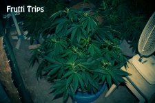 58345827ad250_FruttiTrips49k29v.jpg.d99fd0f70f8e1281c2a5347a4186cd86.jpg