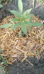 IMG_20170530_175040[1].jpg
