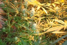 IMG_8483.JPG