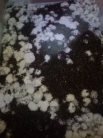 IMG_20170601_011138 (1).jpg