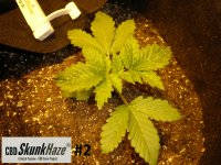 CBD 2.JPG