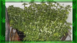 Лес 16 д.цвет.jpg