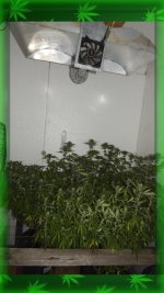 Цвет 16 день. Сад..jpg