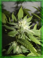 Шишка Кирилл 16д.цвет.jpg