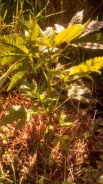 IMG_20170602_082959_324-459x816.jpg
