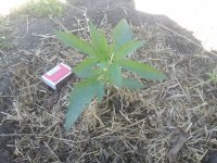 20170604_093333.jpg