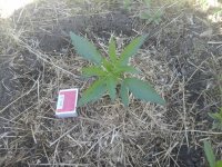 20170604_093344.jpg