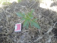 20170604_093356.jpg