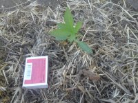 20170604_093438.jpg