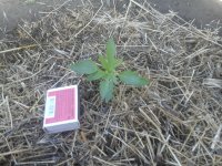 20170604_093445.jpg