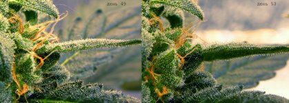 .торихмы 49-53.jpg