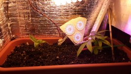 IMG_20170606_204439.jpg