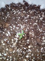 IMG_20170608_021006.jpg