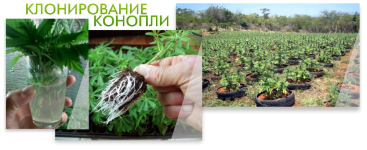 клонирование_конопли2__Z2Fx29EfuENhthaZ.png