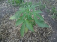 20170608_203925.jpg