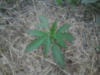 20170608_203955.jpg