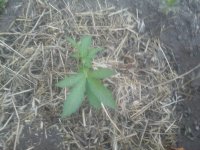 20170608_204017.jpg