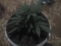 20170608_204219.jpg