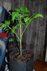DSC_1083.JPG DSC_1083.JPG