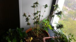 P_20170609_122857.jpg