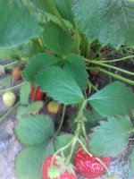 image44.jpg