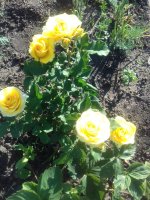 image444.jpg