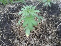 20170610_203214.jpg