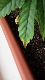 IMG_20170610_111643.jpg