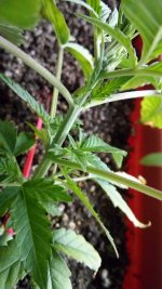 IMG_20170610_111435.jpg