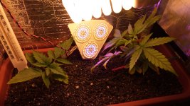 IMG_20170610_111213.jpg